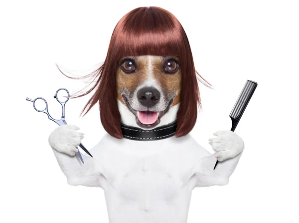 Kadeřník pes — Stock fotografie