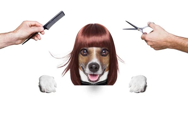 美发师的狗 — 图库照片