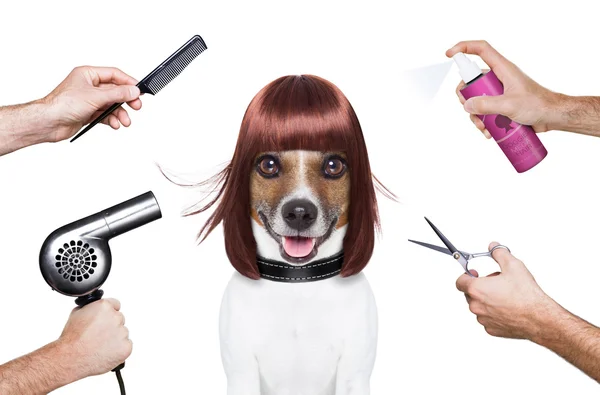 美容室犬 — ストック写真