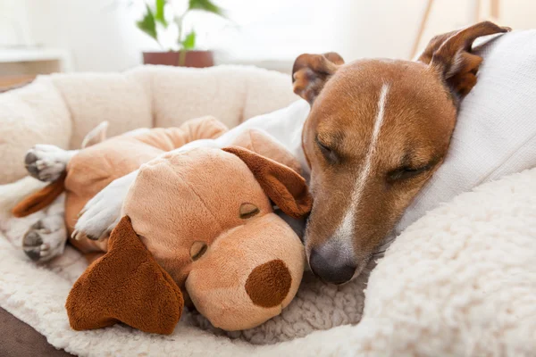 Cozy couple on sofa — Stock Photo, Image