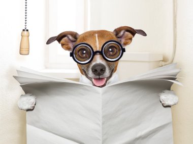 köpek tuvalet