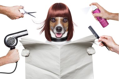 Kuaför köpek 