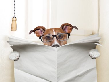 köpek tuvalet