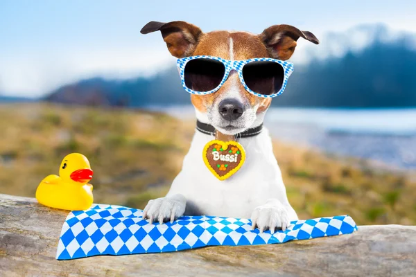 Hund mit brille Stock Photos, lizenzfreie Hund mit brille Bilder