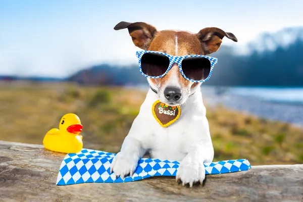 Oktoberfest perro — Foto de Stock