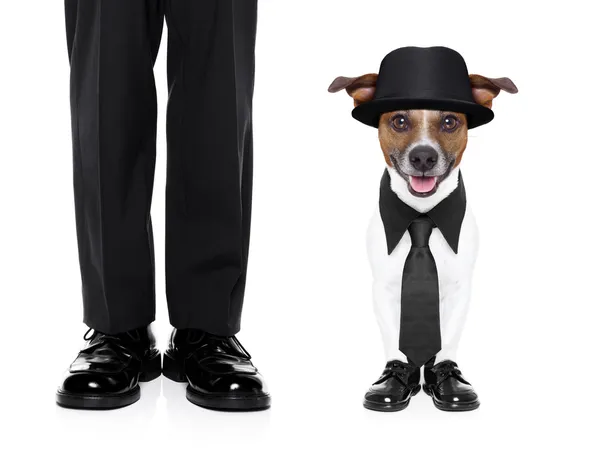 Tuxedo dog and owner — Stock Photo, Image