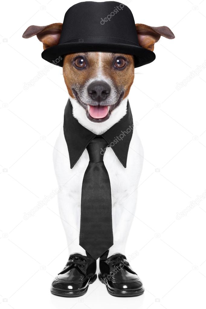 dog in tuxedo