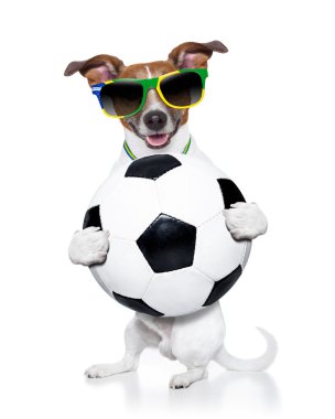 Brezilya FIFA Dünya Kupası köpek