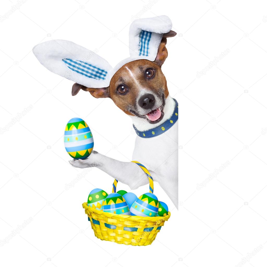 Dog easter bunny Stock Photo by ©damedeeso 43399971