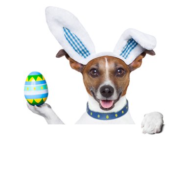 köpek Paskalya tavşanı