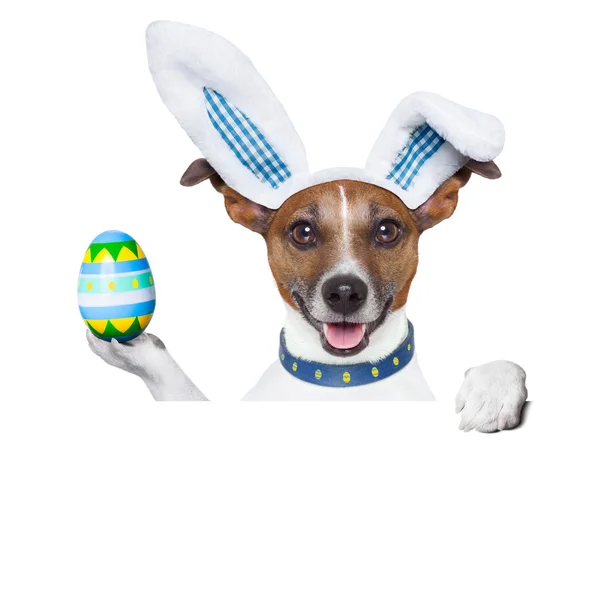 Kutya húsvéti nyuszi — Stock Fotó