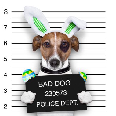 Paskalya mugshot köpek