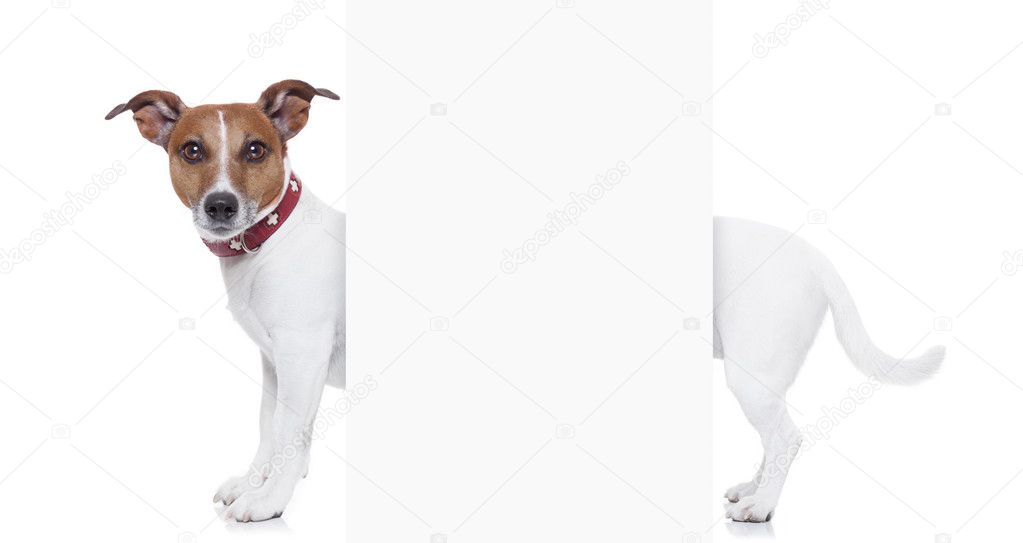 Sehr langer Hund — Stockfoto © damedeeso 43496565