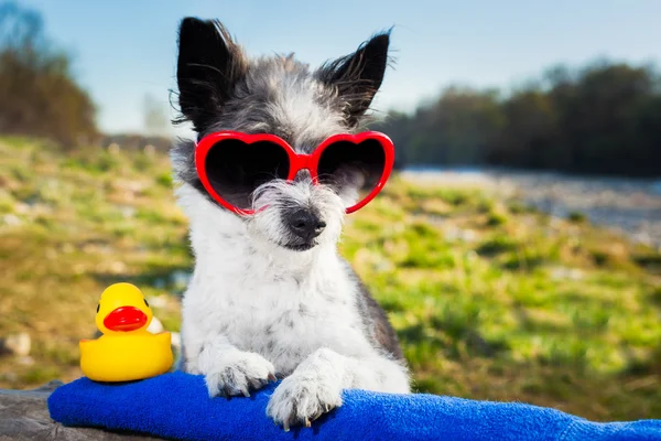 Zomer liefde hond — Stockfoto