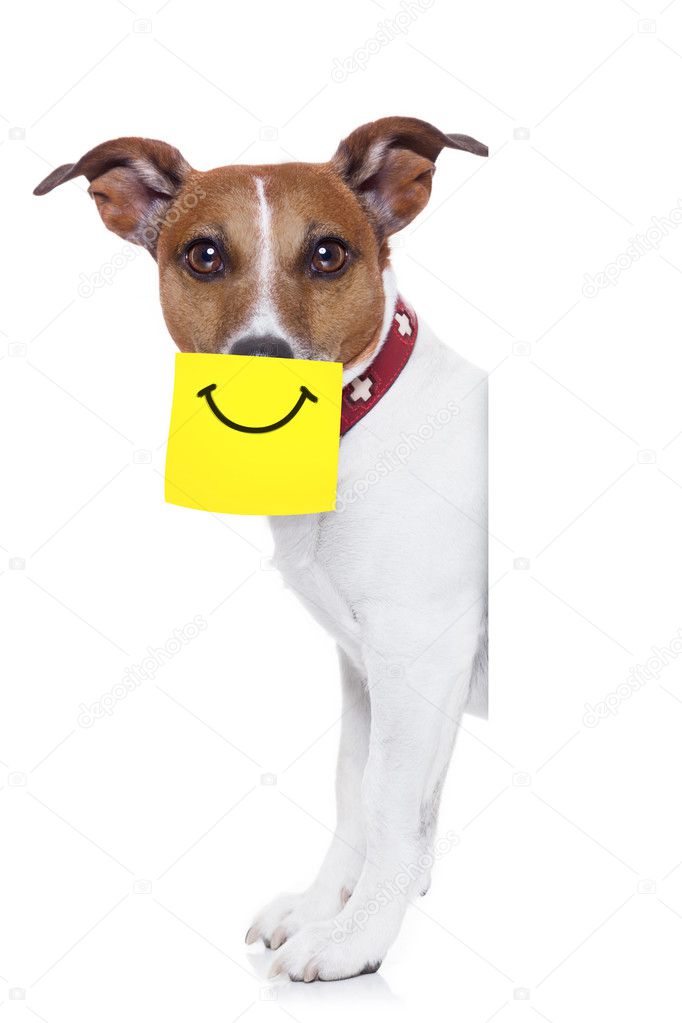 yellow not dog 