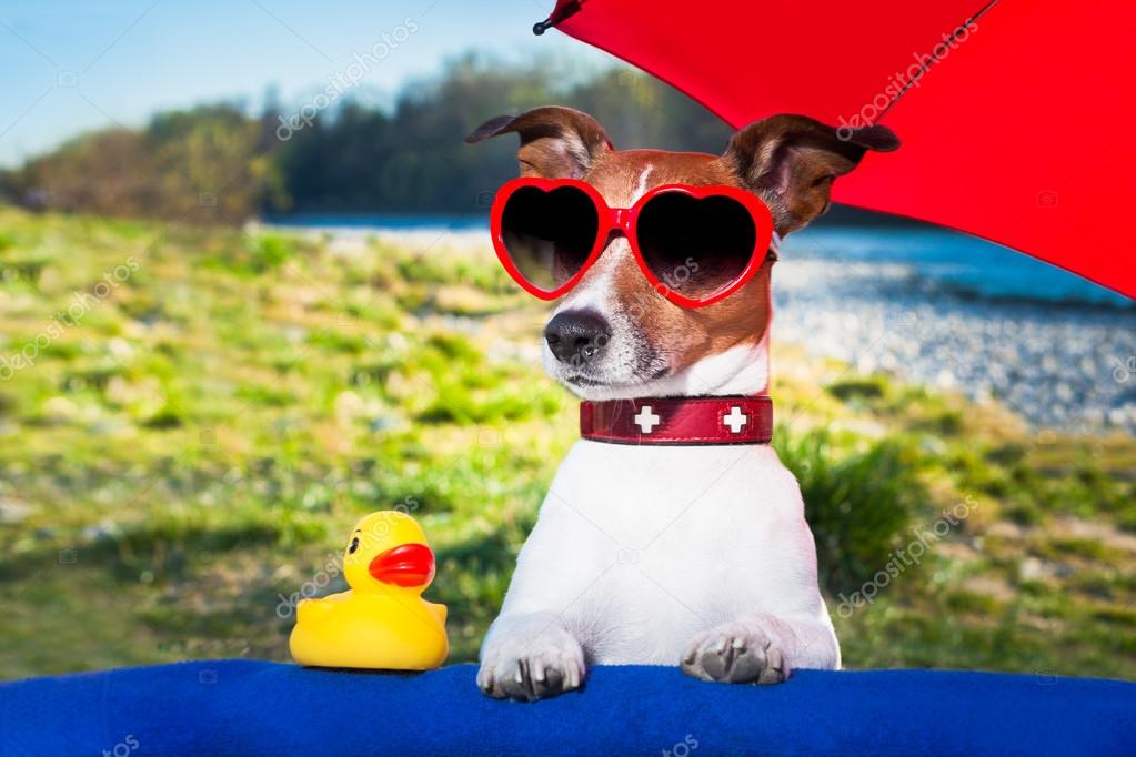 Summer dog under umbrella — Stock Photo © damedeeso 43674079