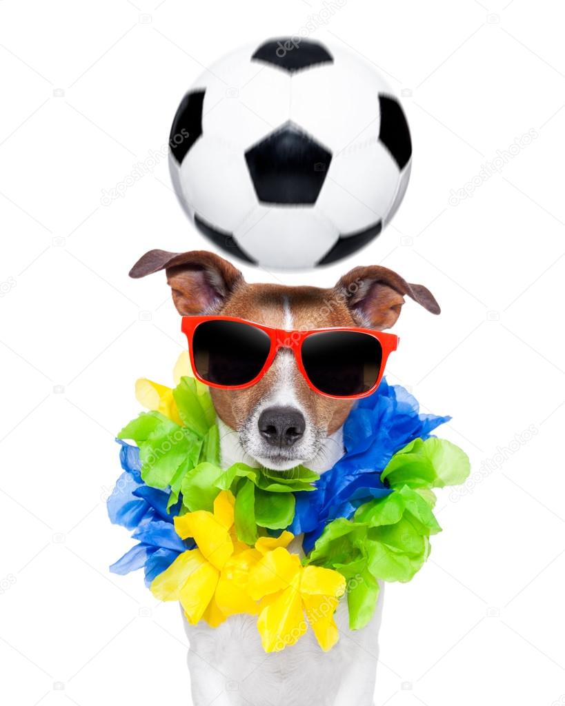 Soccer dog Stock Photos, Royalty Free Soccer dog Images | Depositphotos Soccer dog Stock Photos, Royalty Free Soccer dog Images | Depositphotos