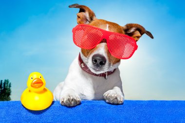 yaz tatil köpek 