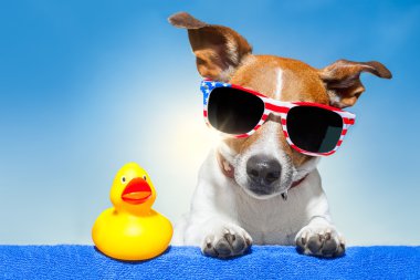 yaz tatil köpek 