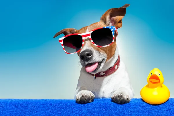 Sommerferienhund — Stockfoto