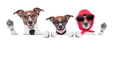 Köpeklerin mutlu bir aile