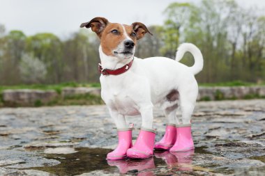 köpek yağmurda 