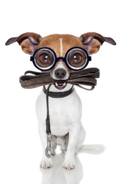 aptal crayz köpek
