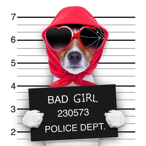 Mugshot lady hund — Stockfoto