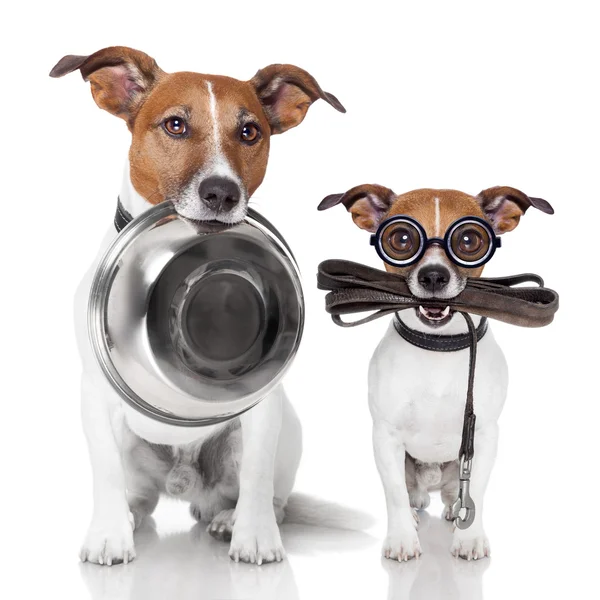 Father and son dogs — Stock Photo, Image