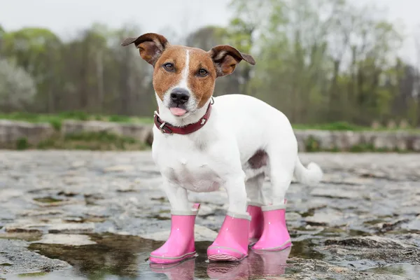 Hund i regnen - Stock-foto