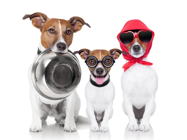 Happy family of dogs — Stock Photo, Image