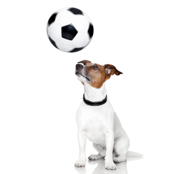 Soccer dog — Stock Photo, Image