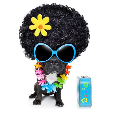 hippi köpek 