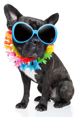 tatil yaz köpek