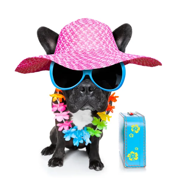 Vacaciones verano perro —  Fotos de Stock