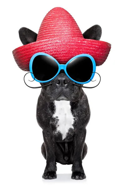 Mexican bad dog — Stock Photo, Image