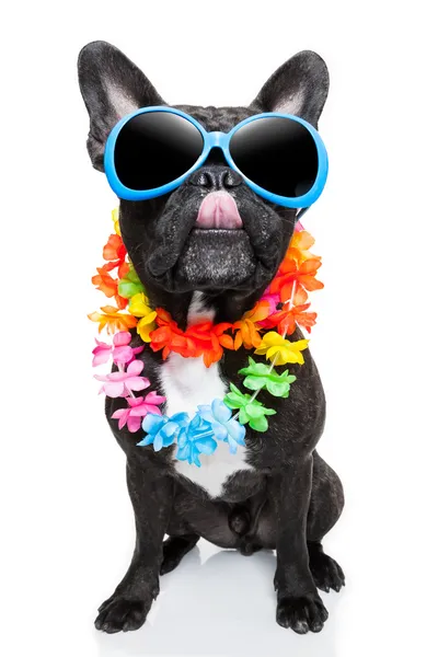 Holiday summer dog — Stock Photo, Image