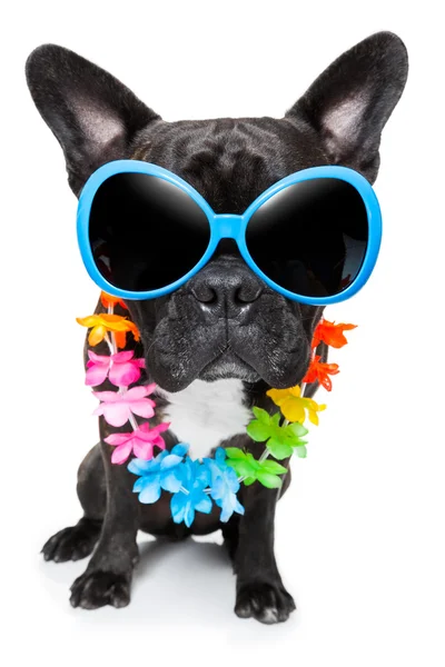 Vakantie zomer hond — Stockfoto