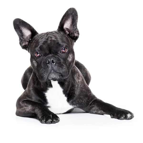 French bulldog — Stock Photo, Image