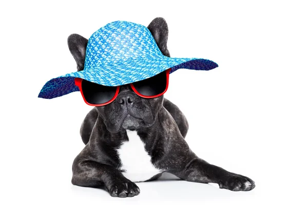 French  bulldog on holidays — Stock Photo, Image