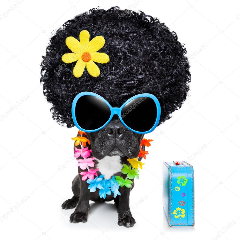 hippie dog 