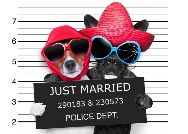 Just married mugshot — Stock Fotó