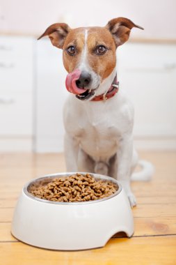 hungry dog  clipart