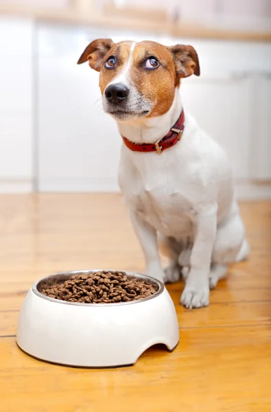 空腹の犬 — ストック写真