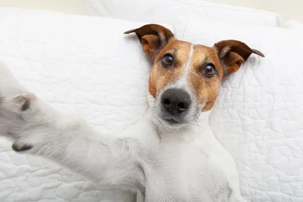 Selfie cão — Fotografia de Stock