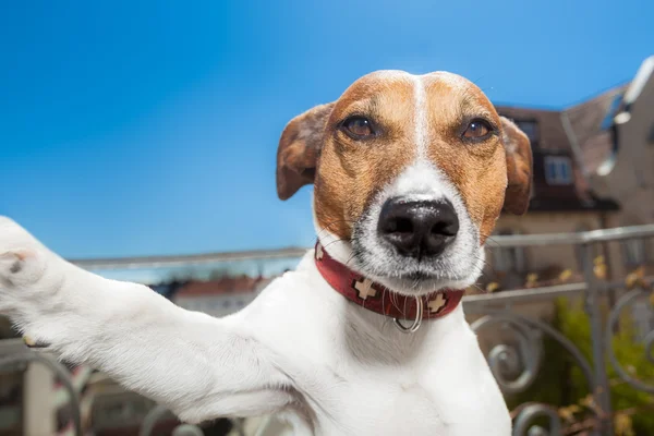 Selfie cão — Fotografia de Stock
