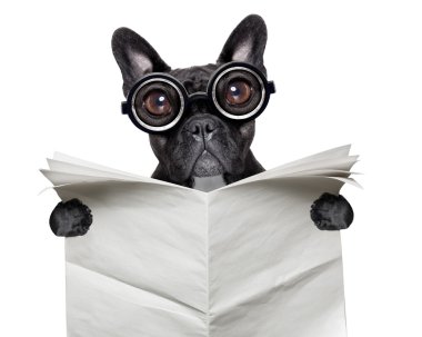 Gazete bulldog