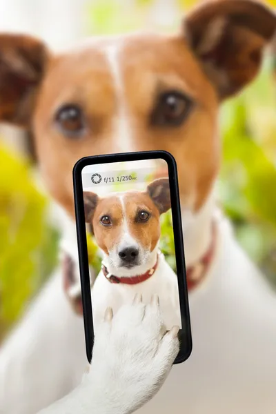Selfie cão — Fotografia de Stock