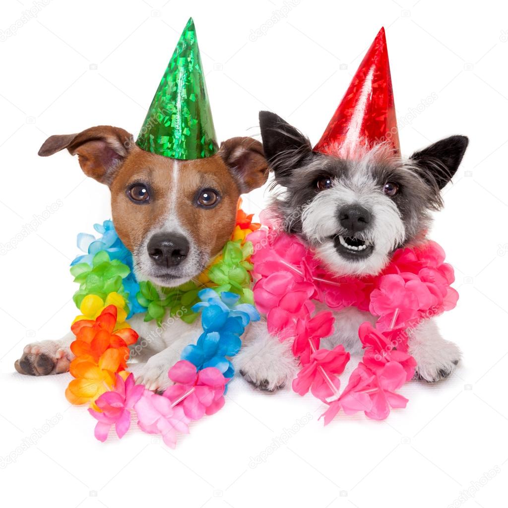 Stockfoto'S Van Verjaardag Honden, Rechtenvrije Afbeeldingen Van Verjaardag  Honden | Depositphotos