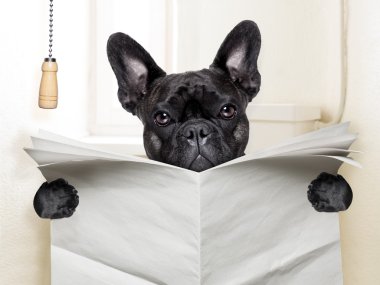köpek tuvalet